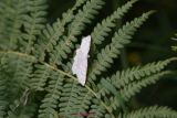 Idaea Fuscovenosa (2)